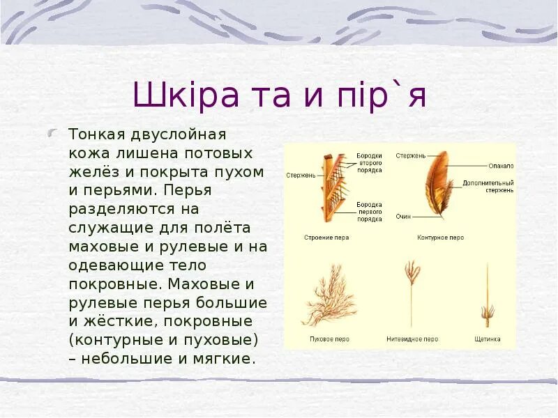 Как растут перья. Маховые рулевые покровные перья. рулевое перо строение. типы перьев. покровные перья у птиц.