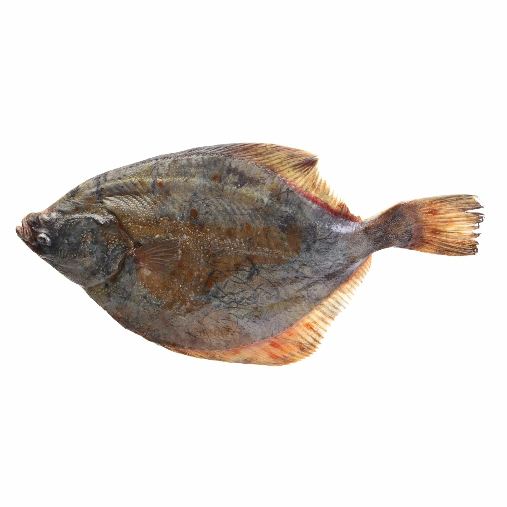 Рыба палтус. Halibut рыба. азиатский стрелозубый палтус. пятнистый палтус. палтус малек.