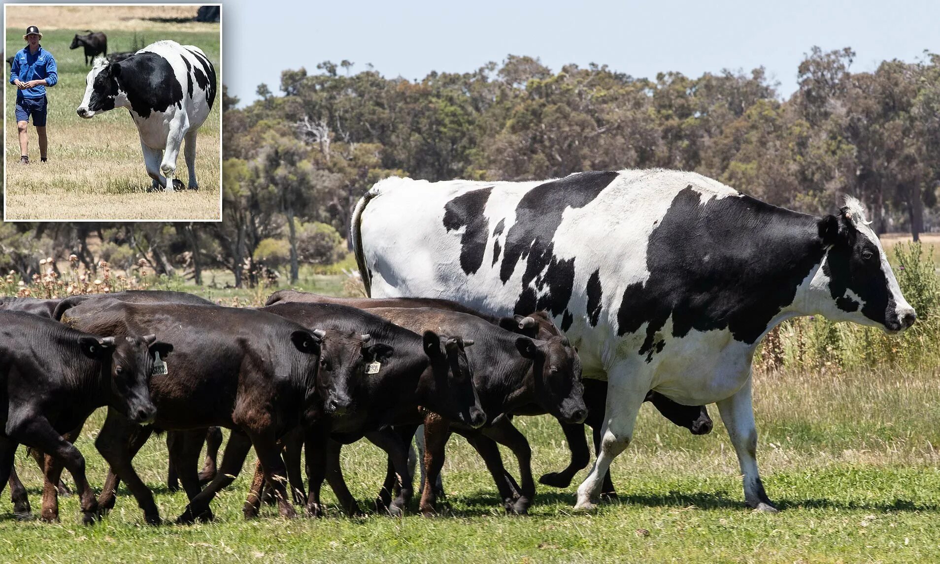 Какая есть корова. Маунт Катадин корова. Маунт Катадин корова фото. Бык Донетто. Самая большая корова в мире Маунт Катадин.
