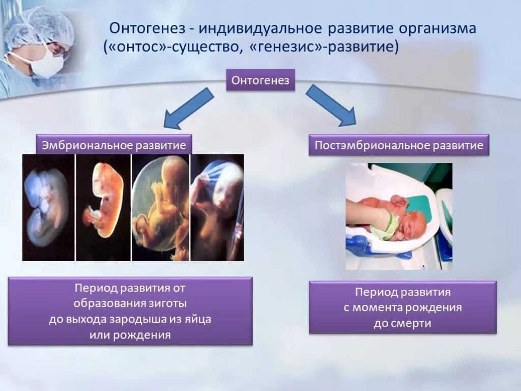 Размножение и развитие человека 8. Биология 9 класс эмбриональный период развития. Постэмбриональный онтогенез. Эмбриональное и постэмбриональное развитие биология 10 класс. Эмбриональный и постэмбриональный период развития.