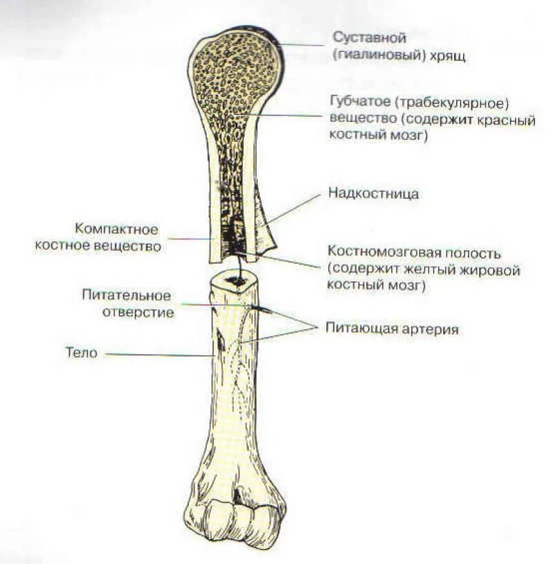 Трубчатая кость заполнена. Бедренная кость диафиз эпифиз метафиз. Берцовая кость диафиз гистология. Строение длинной трубчатой кости рисунок. Длинные трубчатые кости анатомия.