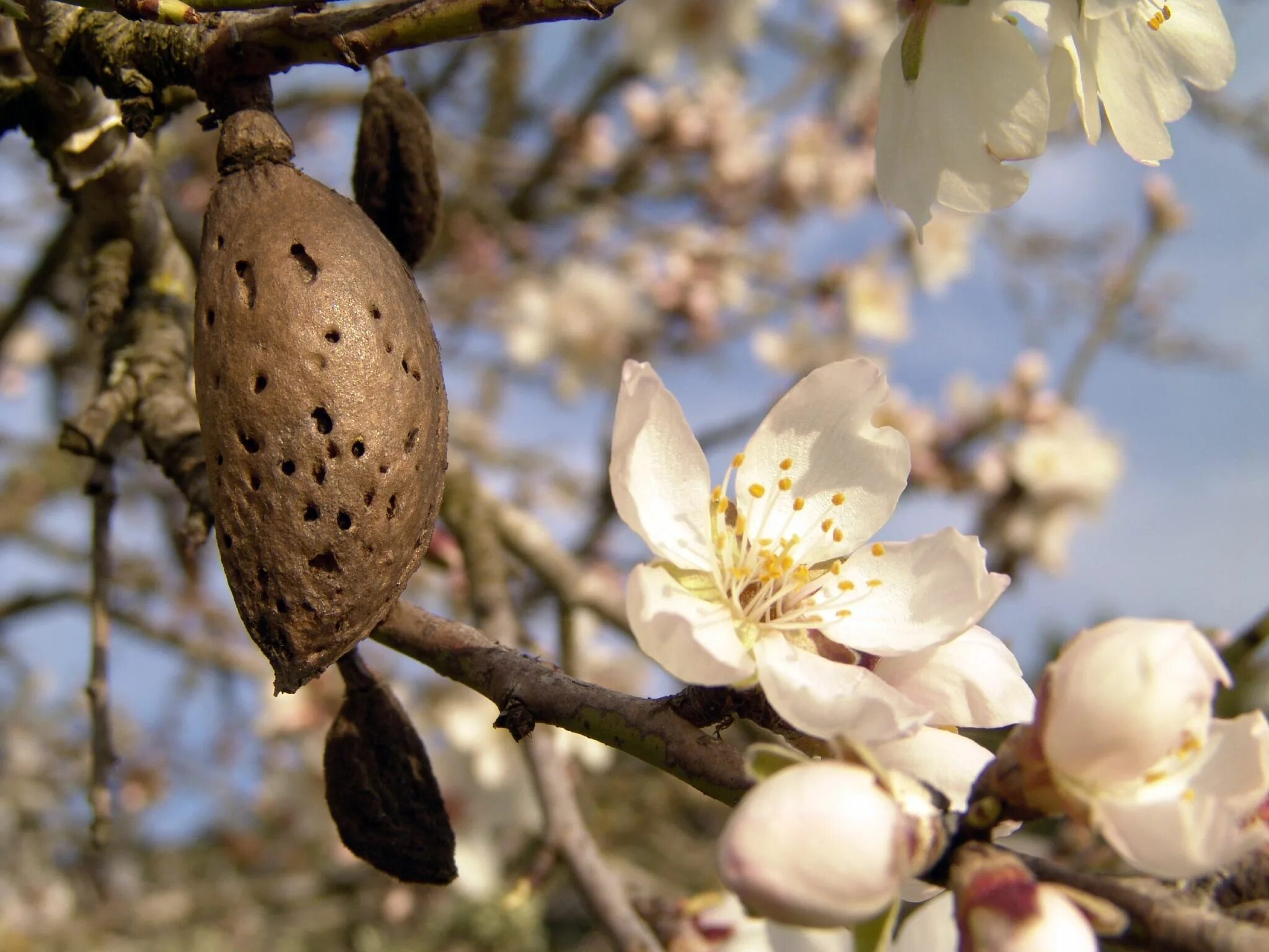 Миндаль великий. Миндаль обыкновенный (Amygdalus communis). Миндаль обыкновенный (Prunus Dulcis). Миндаль Горький дерево. Миндаль обыкновенный цветение.