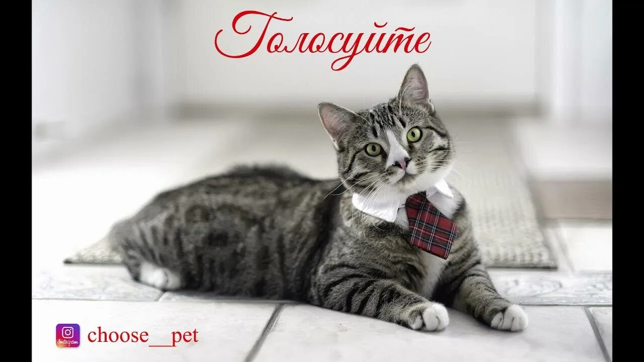 Un gato