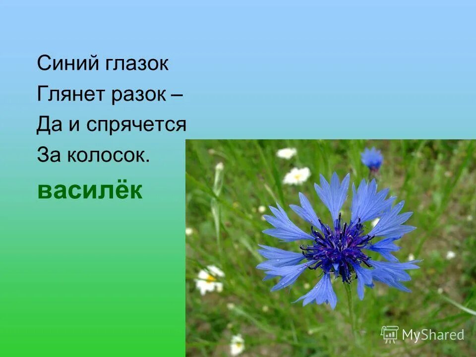 Предложение с васильком. Василек с детьми в детском саду. Загадка про Василек. Загадка про Василек для детей. Красивые стихи о Васильках.