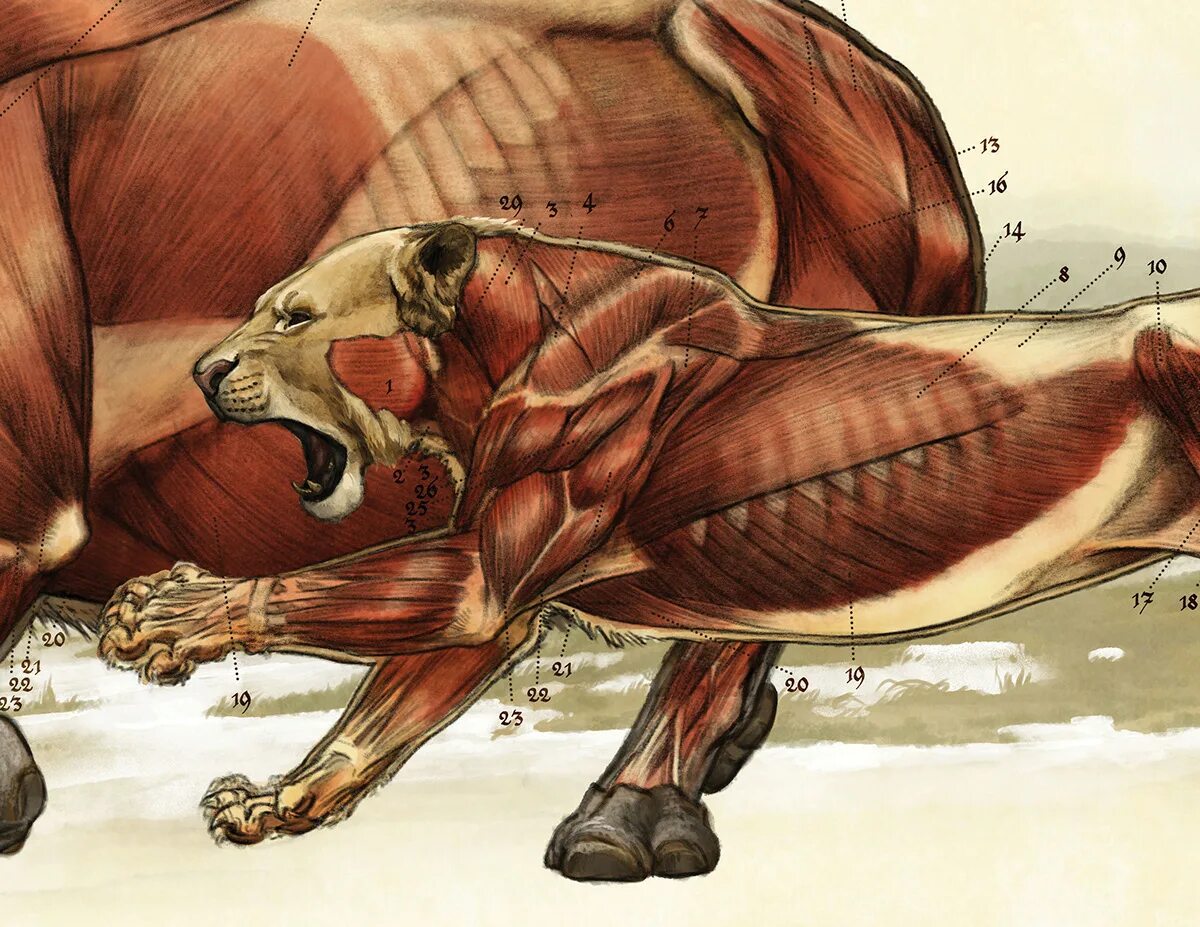Мышцы тигра анатомия. Мышцы животных. Животные с мышцами. Мышцы Льва. Мускулатура млекопитающих