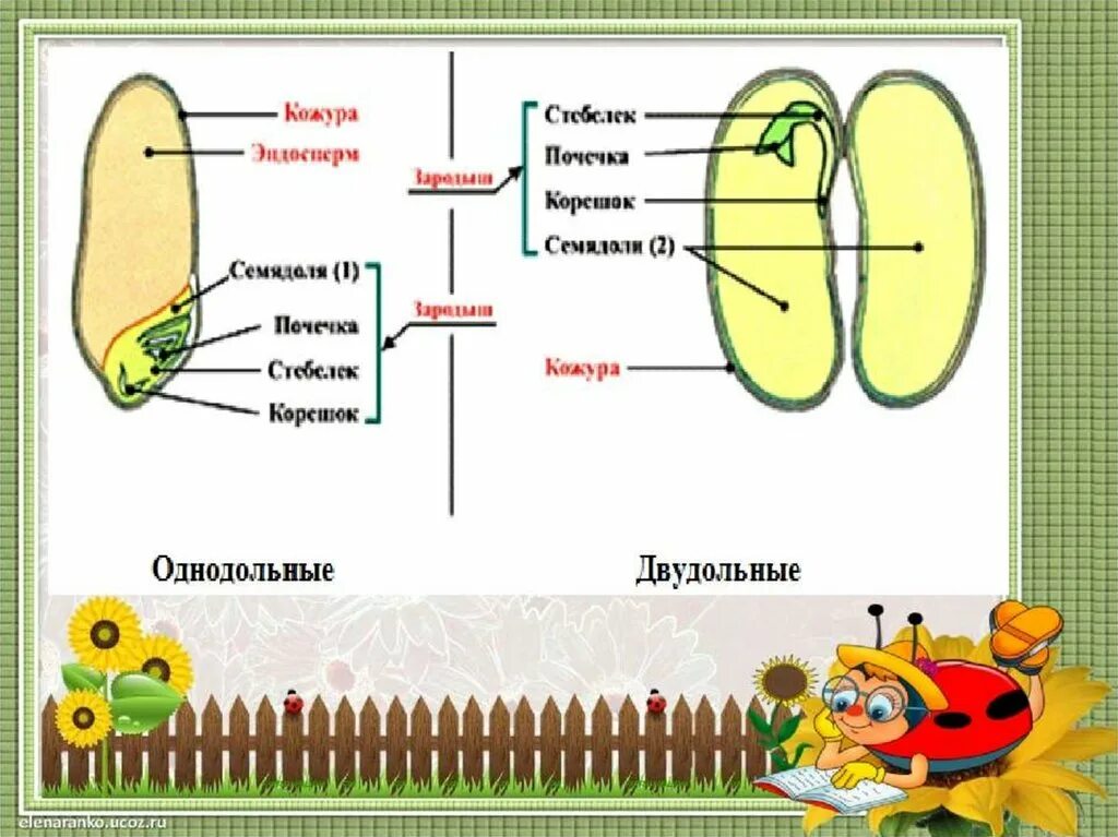 Тест по биологии 6 класс строение семян. Строение семени 6 класс биология. строение семян 6 класс. строение семян презентация. семя строение семени 6 класс.
