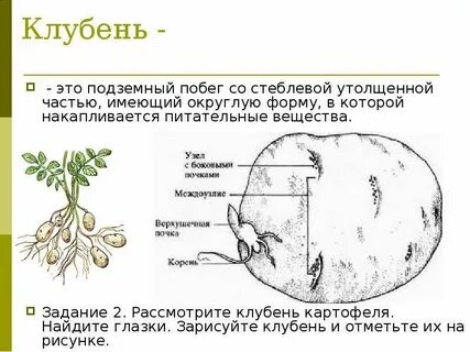 Почки у картофеля