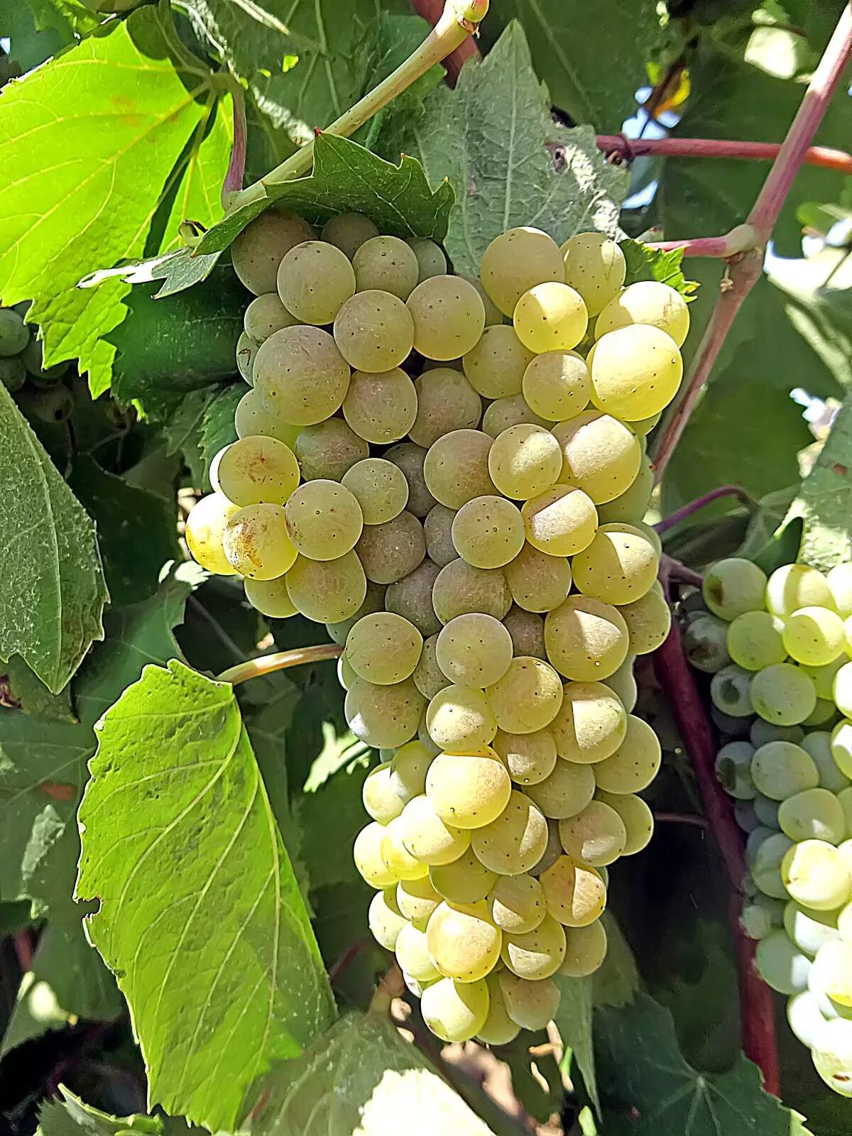 Виноград опорто крымский. Виноград крыма. Виноград крыма. Виноград крымская жемчужина. Бельбек виноградники.