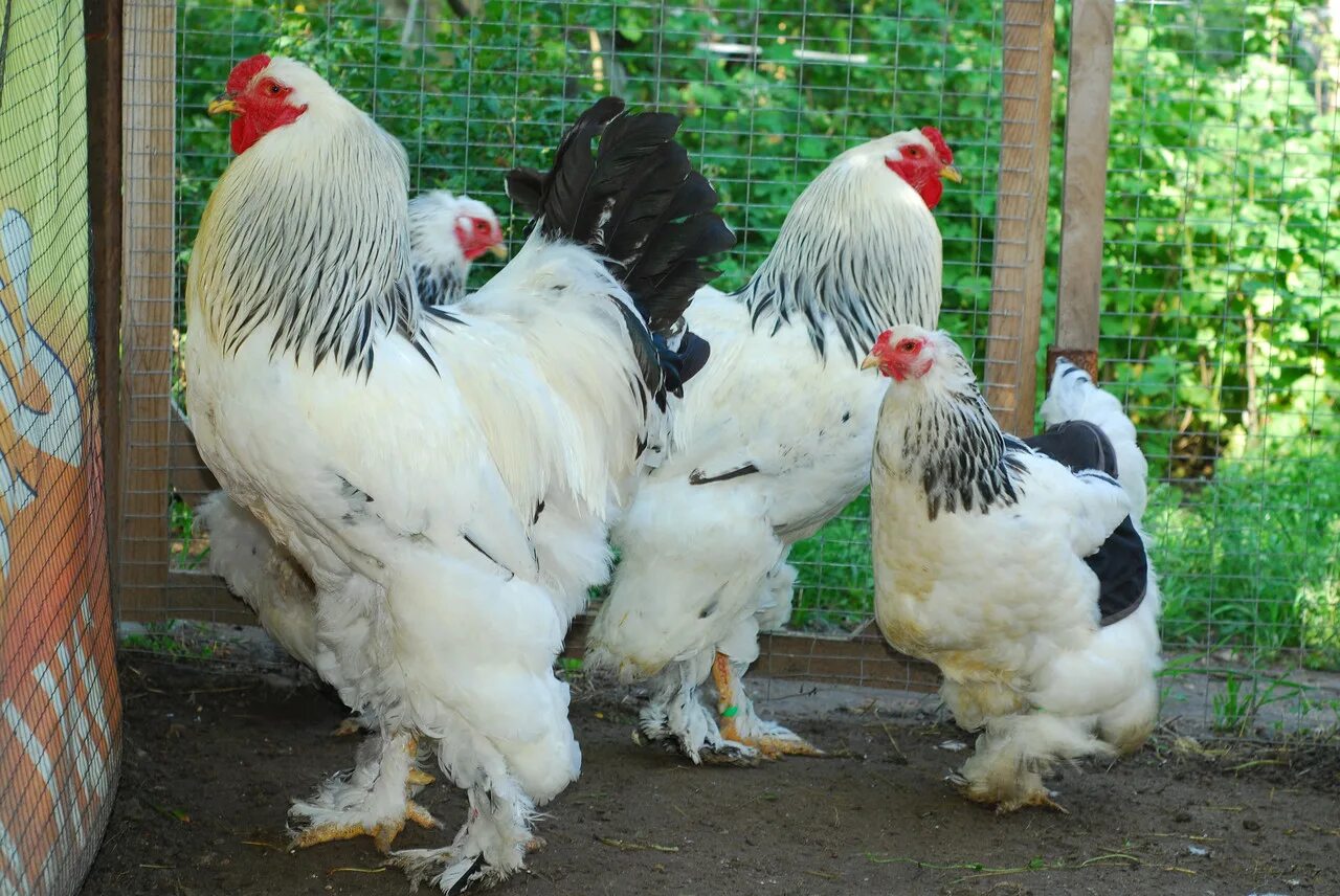 Купить породу брама. Брама светлая колумбийская. Куры Брама колумбийская. Брама куропатчатая колумбийская. Брама палевая колумбийская.