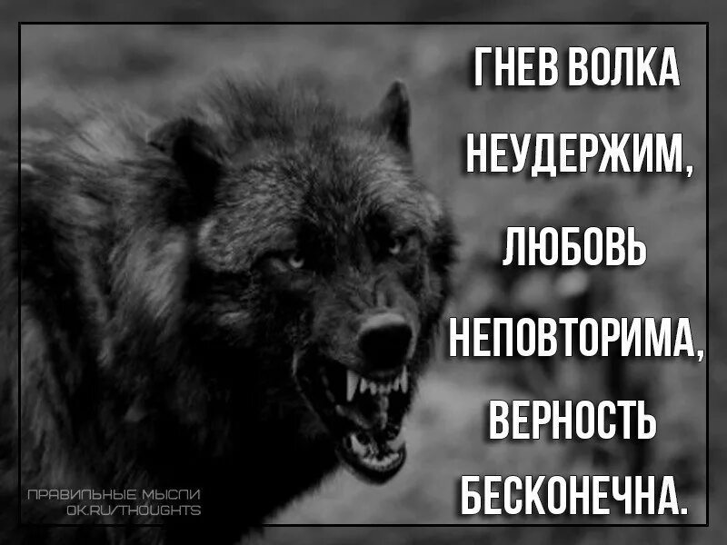 Верность вечная. Одинокий волк цитаты. Цитаты волка. Одинокий волк надпись. Волки цитаты в картинках.