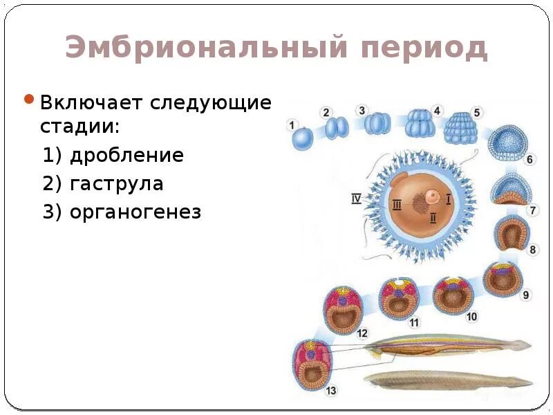 Этапами онтогенеза животных. Эмбриональный период онтогенеза. Этапы онтогенеза животных. Схема онтогенеза человека. Эмбриональное развитие таблица.