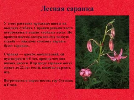 Растения и животные красной книги мордовии