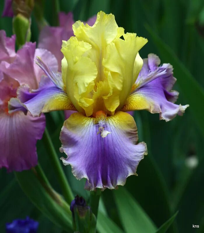 цветок ирис касатик. ирис (растение). ирис (растение). ирис попугайный. ирис крупный.