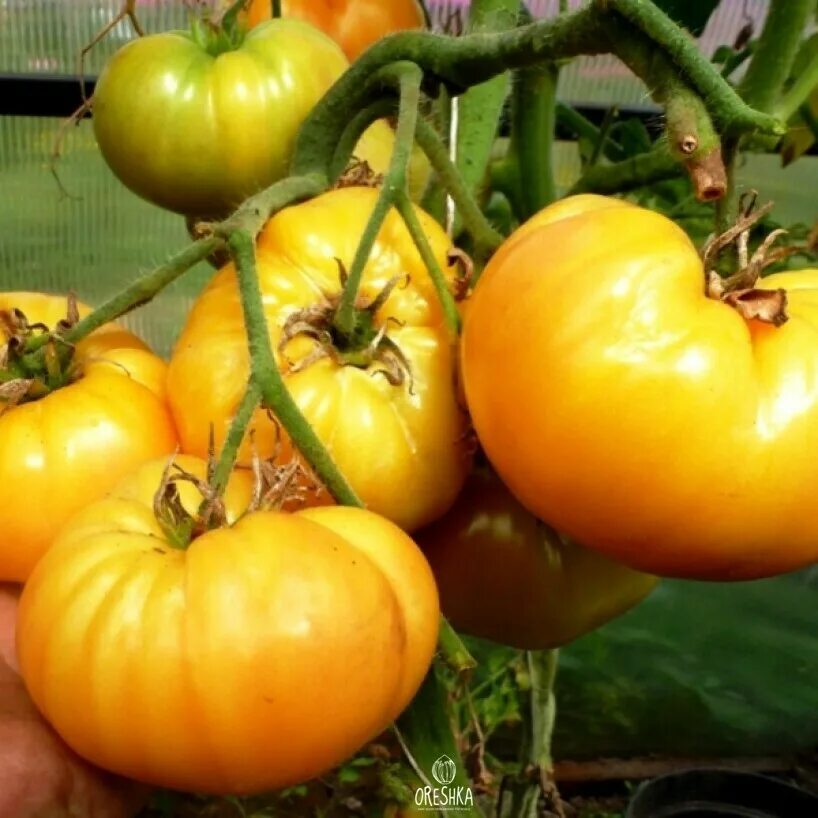 Томат инжирный медовый. Томат инжирный желтый. Томат инжирный медовый отзывы фото урожайность характеристика. Томат инжирный рубиновый гавриш. Гавриш томат инжирный желтый.