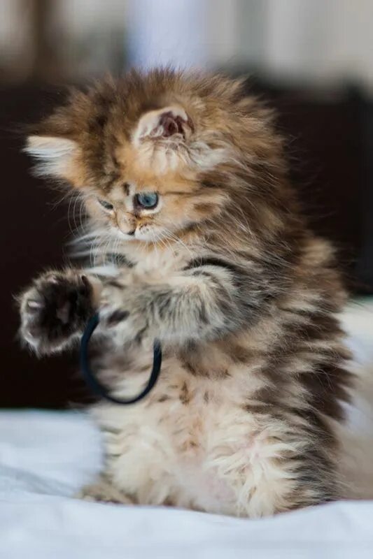 Маленькие кошки и пушистые. Красивые котята. Котята пушистые комочки. Красивые котята. Котёнок маленький пушистый комочек.