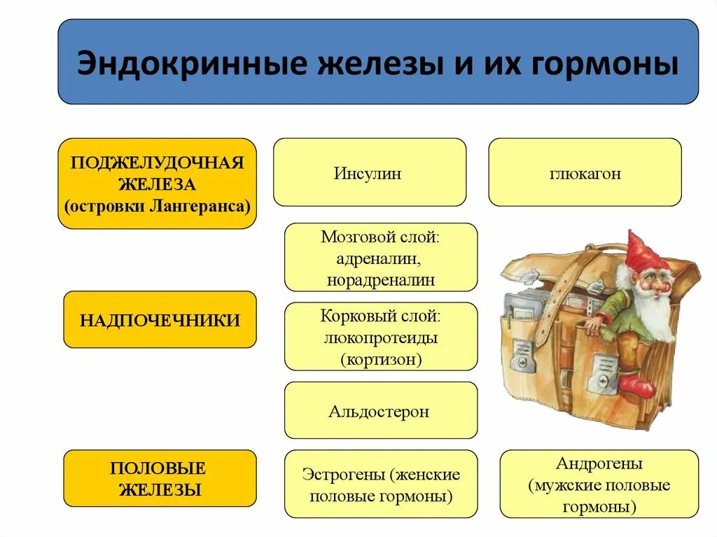 Эндокринные железы и их гормоны. Железы внутренней секреции гормоны. Эндокринные железы и гормоны. Гормоны эндокринной системы таблица и их функции.