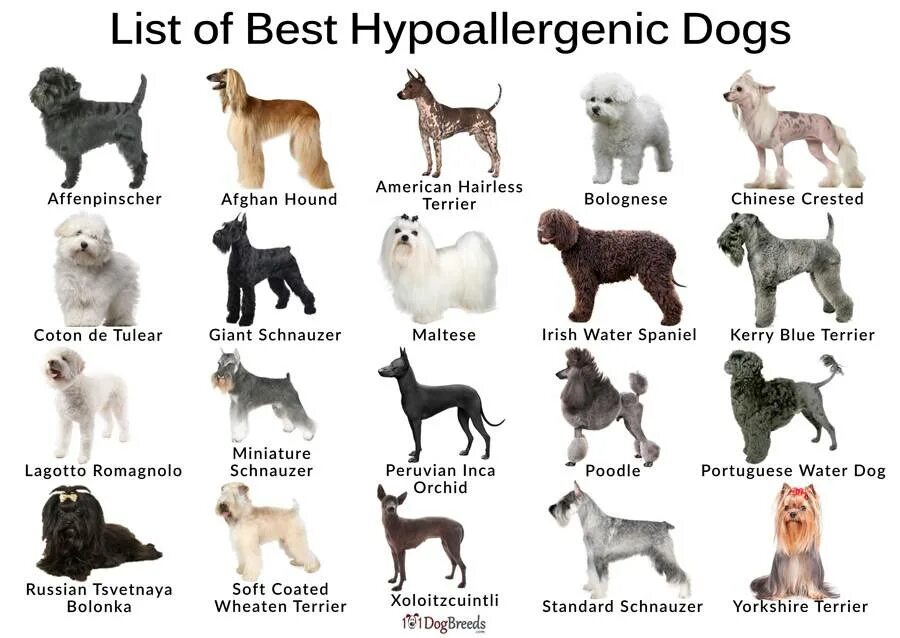 Какие породы подойдут для квартиры. Собака гипоаллергенный породы. Безаллергенные собаки породы список. Список гипоаллергенных пород собак. Породы гипоаллергенных собак название.