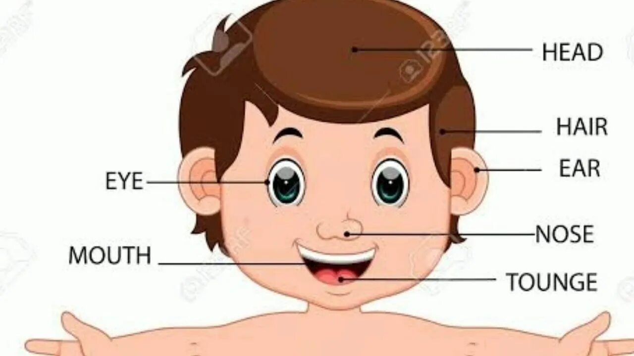 Части тела человека. Название частей тела. Части лица на английском для детей. Части лица части тела для детей. Глаза нос рот на английском
