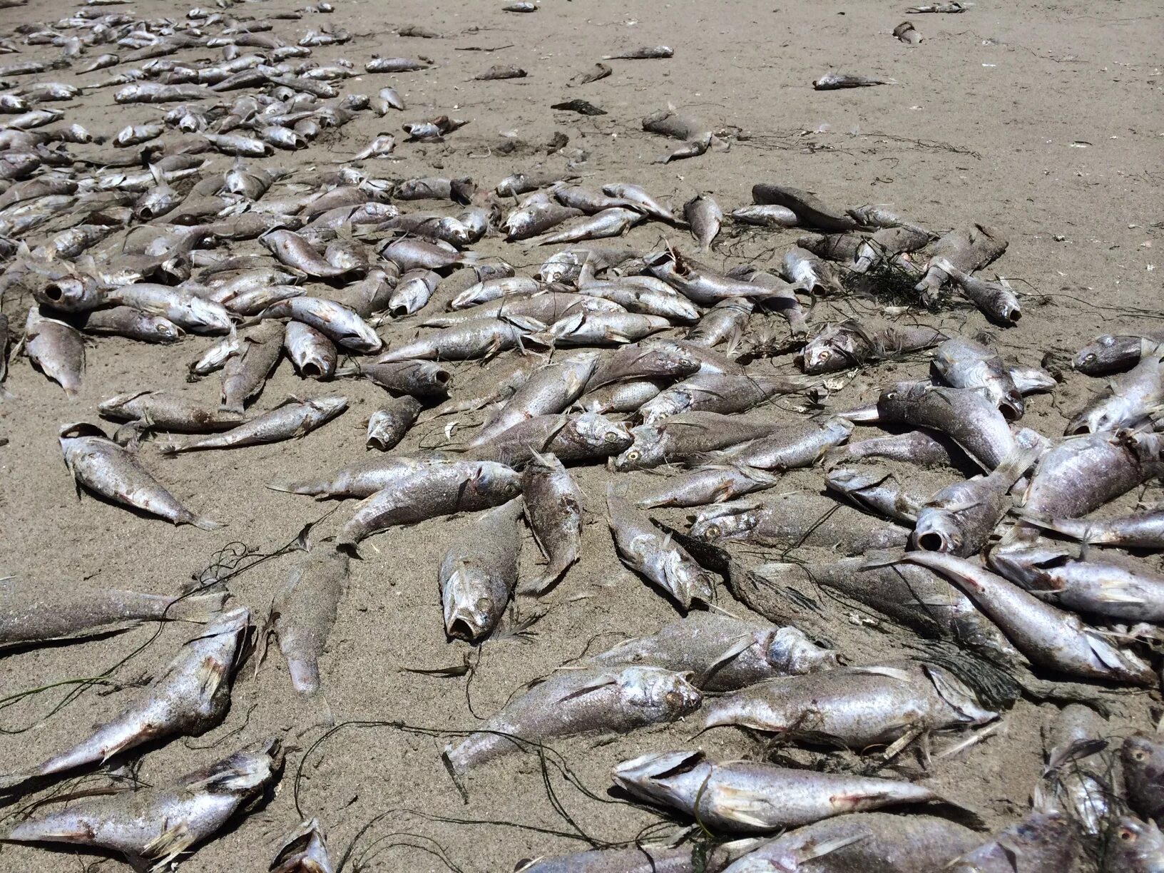 Гибнет рыба. Рыба в Таганрогском заливе. Мертвая рыба на берегу. Вымирание рыб.