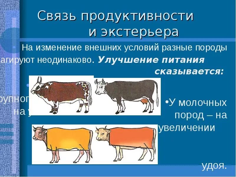 Экстерьер что это такое простыми. Экстерьер что это такое простыми