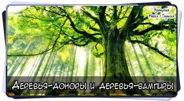 Деревья доноры и деревья вампиры. Деревья доноры картинки. Деревья доноры и вампиры по дате рождения. Деревья вампиры и доноры энергетические.