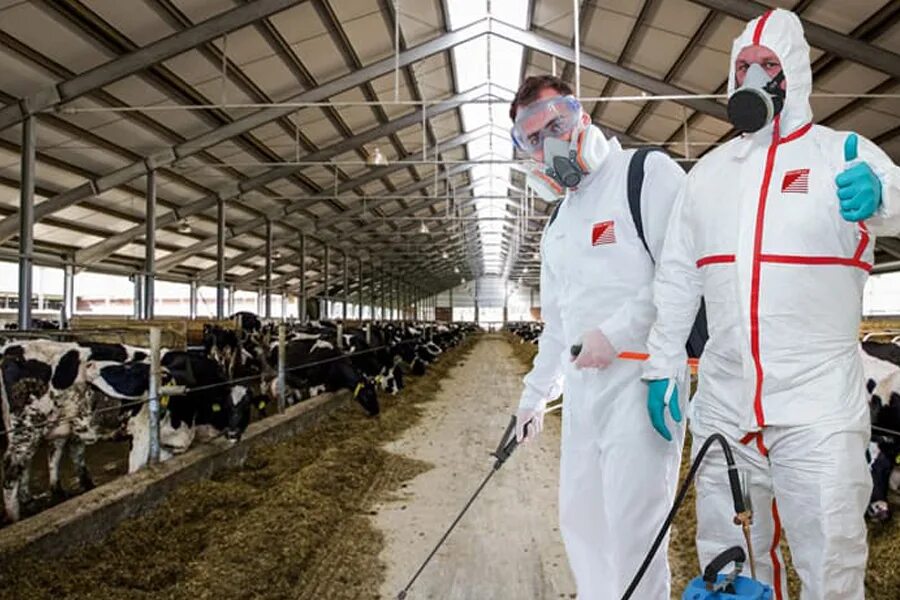 Дезинфекция птичника. Дезинфекция. Дезинфекция животноводческих помещений. Дезинфекция помещений. Уборка в птичнике.