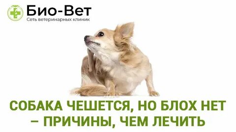 Собака шпиц чешется