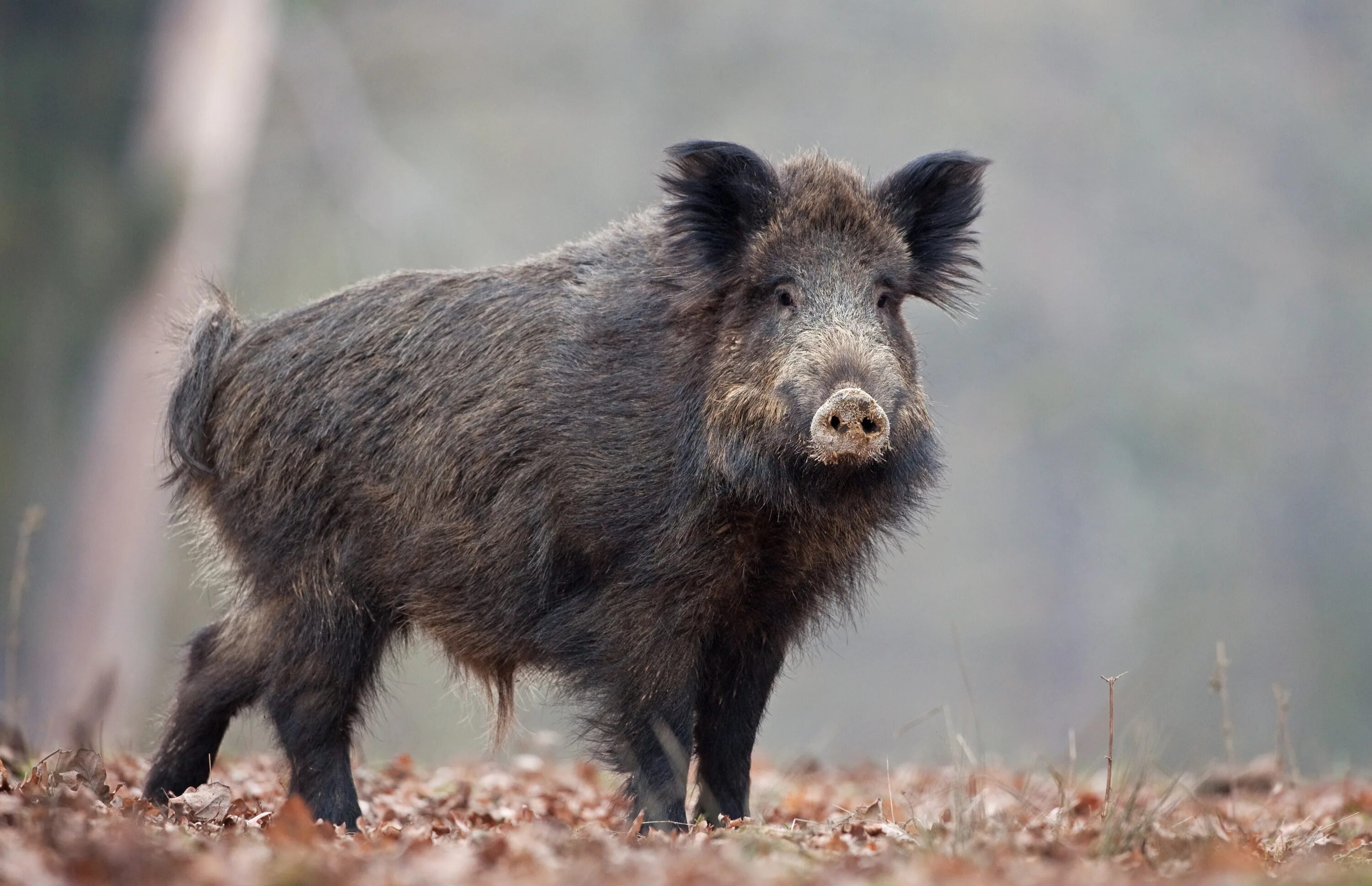 Тростниковый кабан. European wild boar. Кабаниха с кабанятами. Кабан секач и самка. Кабан секач и самка.