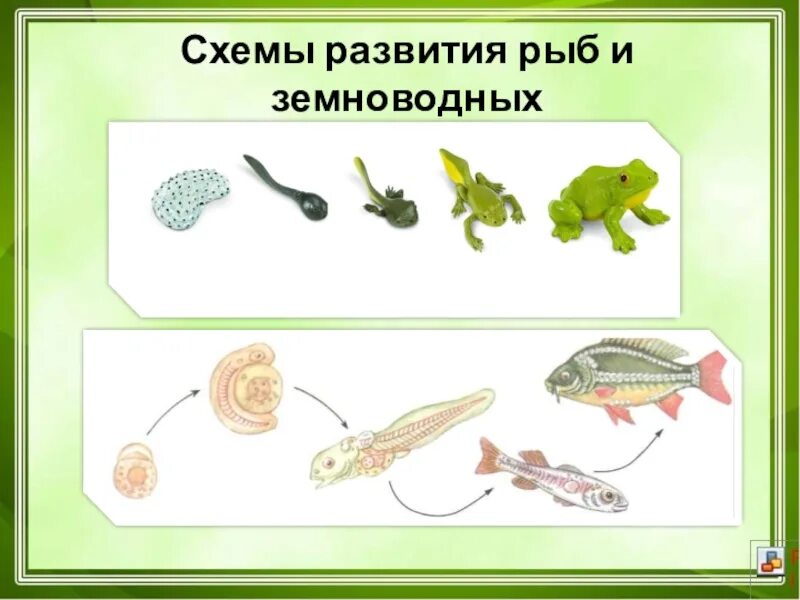 Схема развития рыбы. Стадии развития рыбы. Цикл развития рыб. Стадии развития рыбы схема.