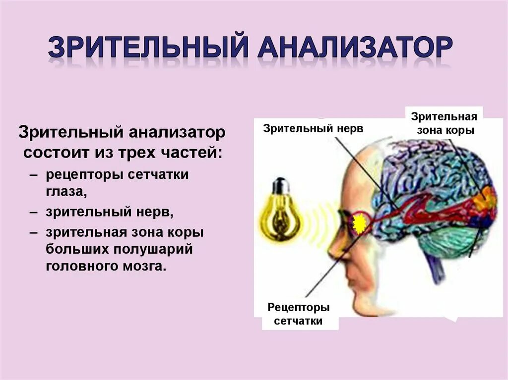 Анализаторы обеспечивают. Анализаторы биология 8 класс. схема зрительного анализатора 8 класс. части зрительного анализатора биология 8 класс. конспект по биологии 8 класс анализаторы.