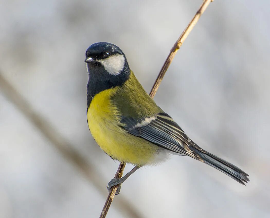 Большая синица Parus Major. Parus Major Major. Полевая синица. Большая синица птицы Евразии.