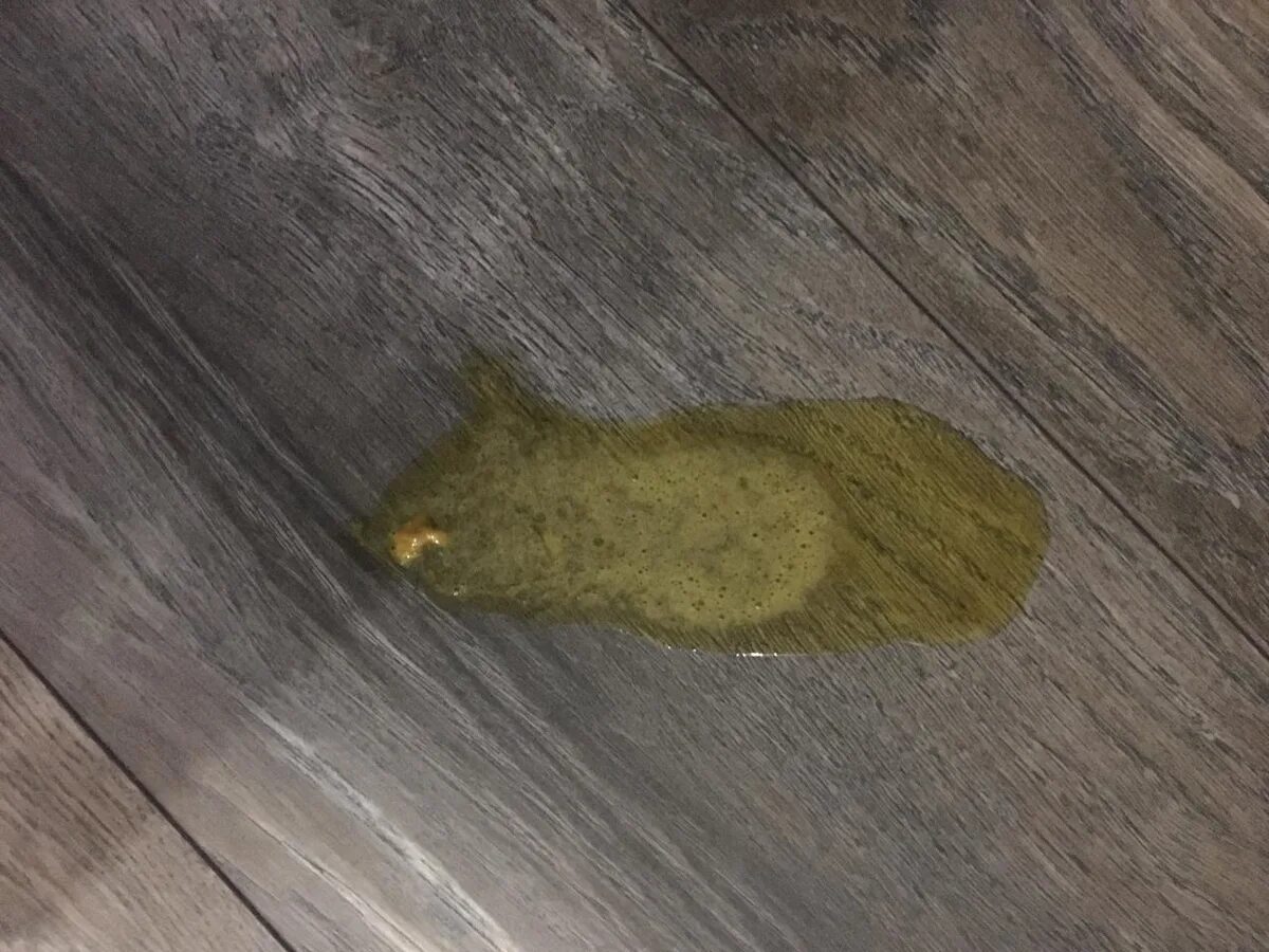 Кошка блюет желчью и не ест