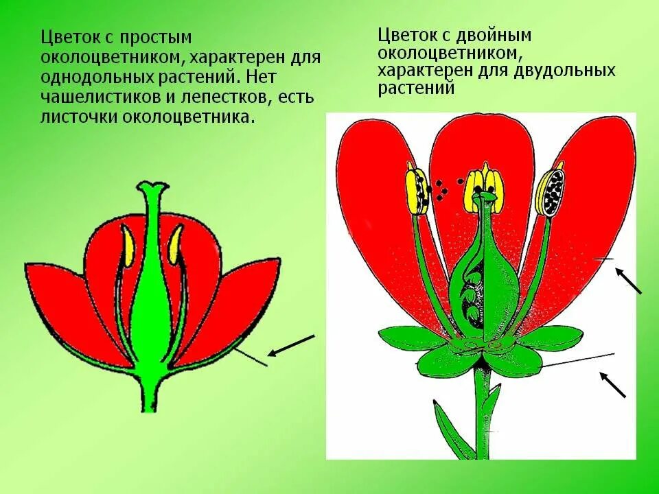 Строение цветка двудольных растений. Строение цветка однодольных. Цветок с двойным околоцветником у двудольных. Околоцветник однодольных растений.