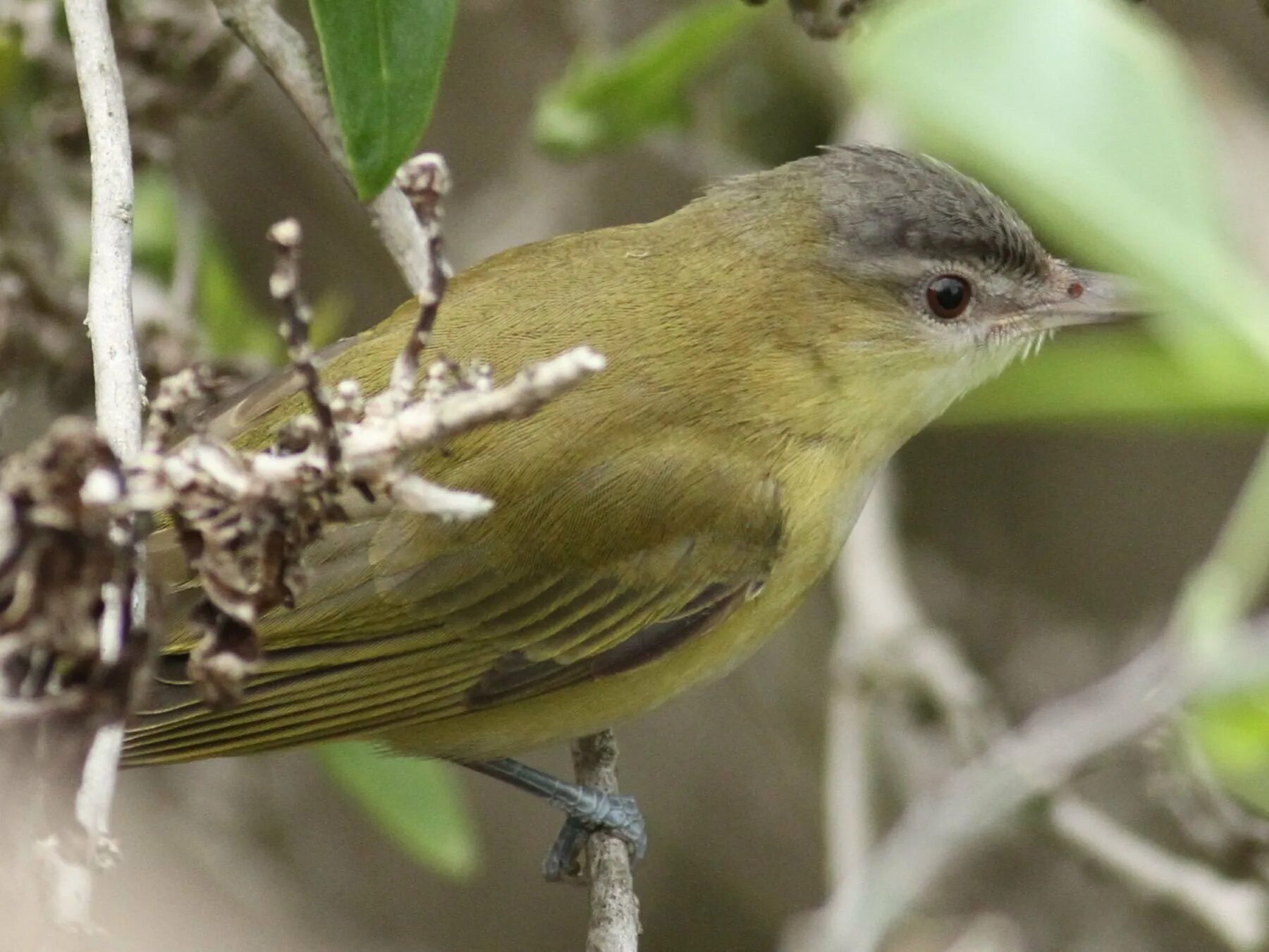 European Greenfinch (Chloris chloris). Birds of Siberia.