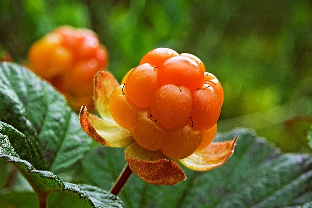 Cloudberry. Морошка ягода. Янтарная Морошка. Морошка Арктическая. Морошка Cloudberry.