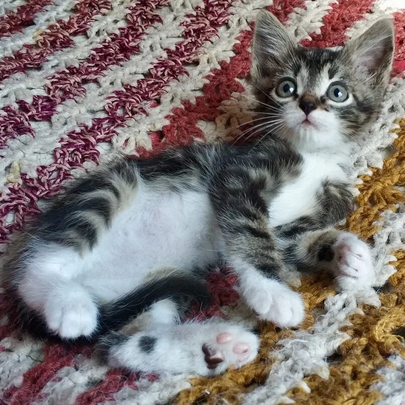 Как выглядит котенок в 2. Обычные котята. кот 2 месяца. коты в 2 месяца. котенок 2 мес.