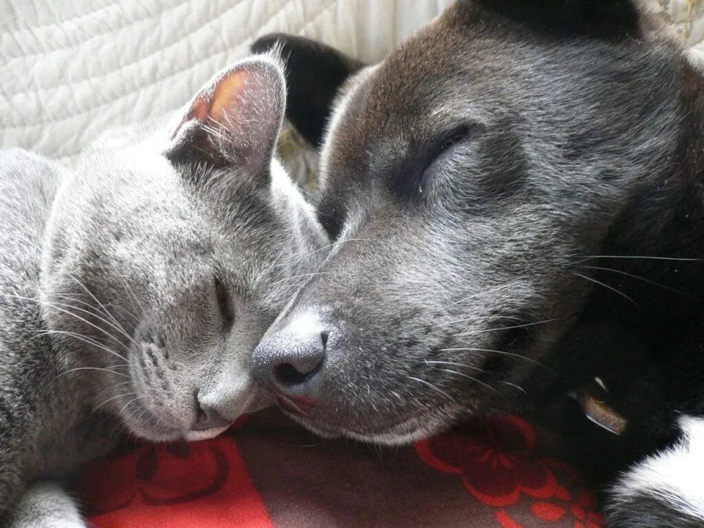Кошки и собаки. Кошка и собака любовь. Дружба кошки и собаки. Кот и собака дружат.