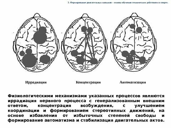 Концентрация нервных процессов. Иррадиация возбуждения и торможения. иррадиация и концентрация нервных процессов. иррадиация и концентрация возбуждения.