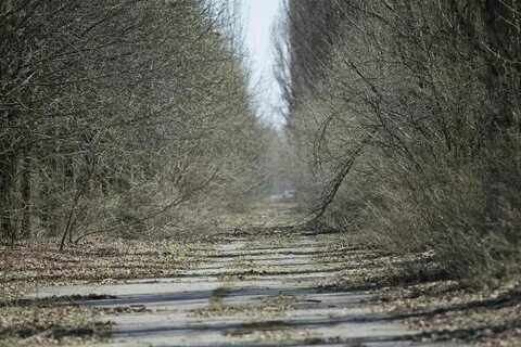 Заросла 2