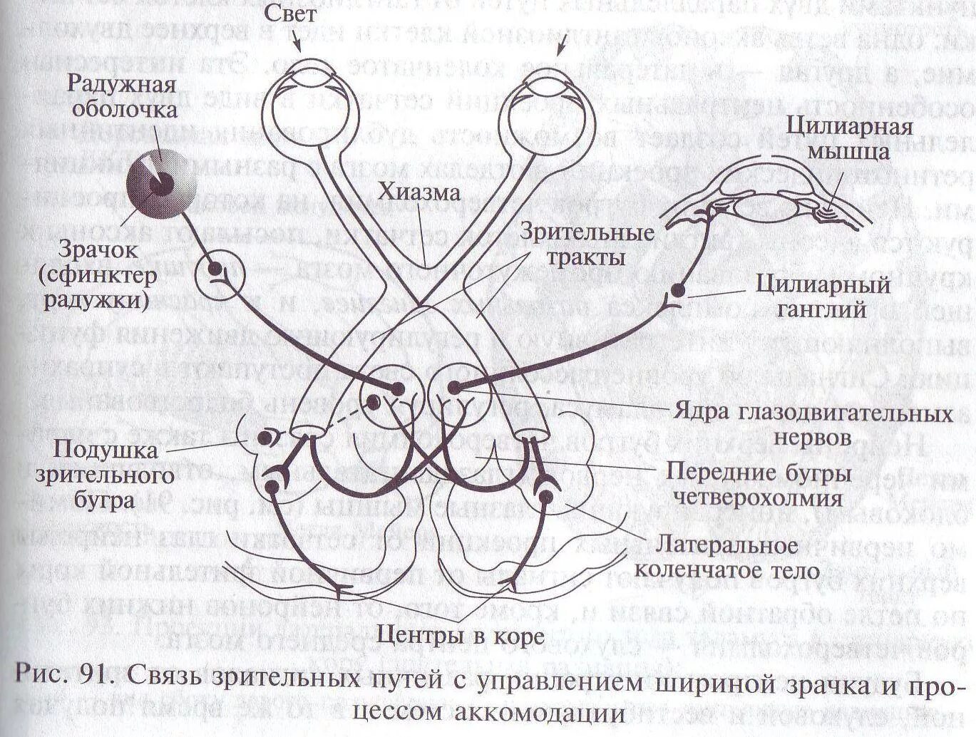 Зрительный нерв образован. Рефлекторная дуга зрительного анализатора. Проводящие пути зрительного анализатора зрачкового рефлекса схема. Зрительный нерв зрительный Перекрест зрительный тракт. Зрительный анализатор анатомия схема.