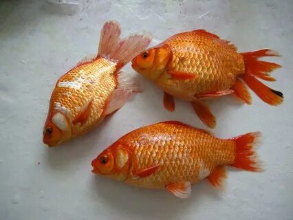 Китайский карась