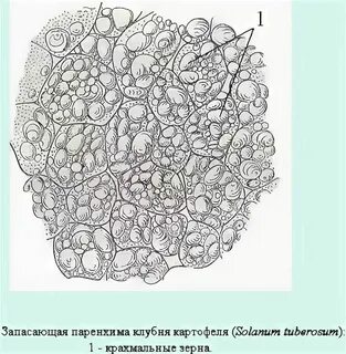 В каких органах располагаются запасающие ткани