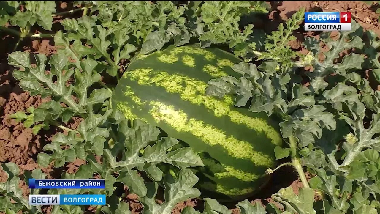 Арбузы волгоградской области. Быковские арбузы. Волгоградские арбузы. Астраханский Быковский Арбуз. Быковские арбузы Волгоградская область.