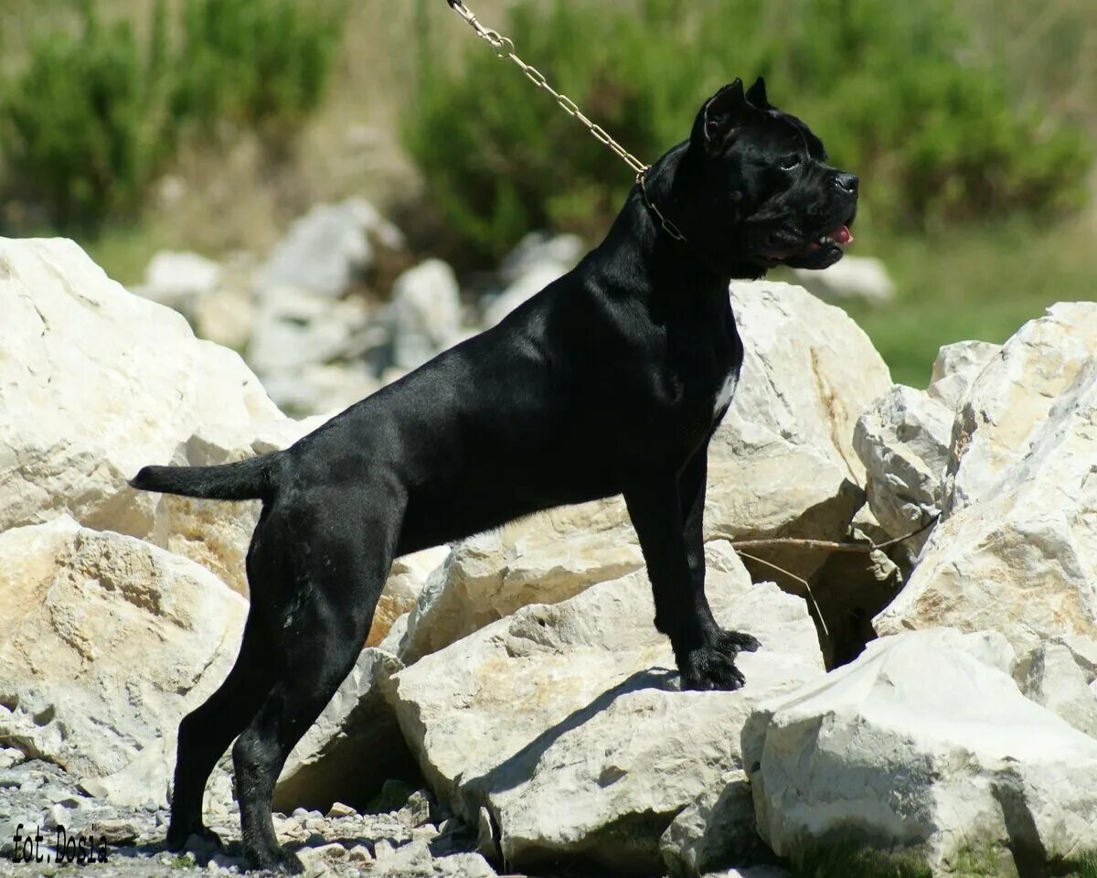 Порода собак себастьян. Кане-Корсо породы собак. Кан. Кане Корсо собака. Кане Корсо черный щенок.