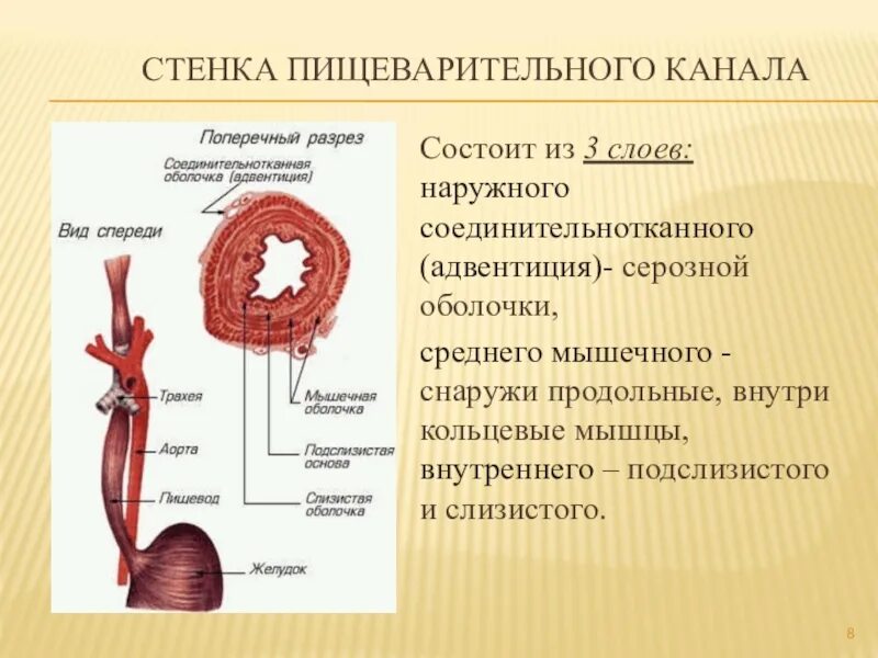 Строение оболочек стенки пищеварительной системы. Анатомия и физиология пищеварительного канала. Соединительная ткань пищеварительного канала. Стенка пищеварительного канала состоит из 3 слоев.