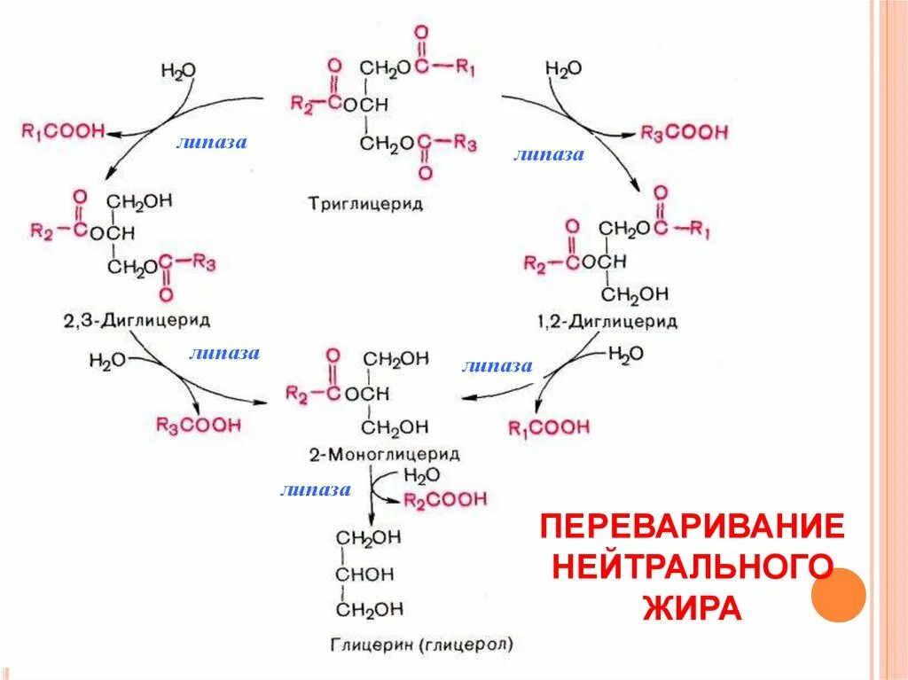 Переваривание триглицеридов биохимия. Схема переваривания жиров биохимия. Гидролиз липидов биохимия ферменты. Переваривание липидов биохимия схема. Гидролиз жиров ферменты