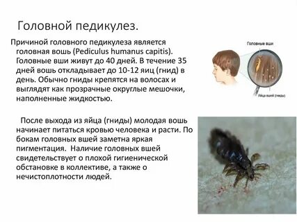 После обработки вшей