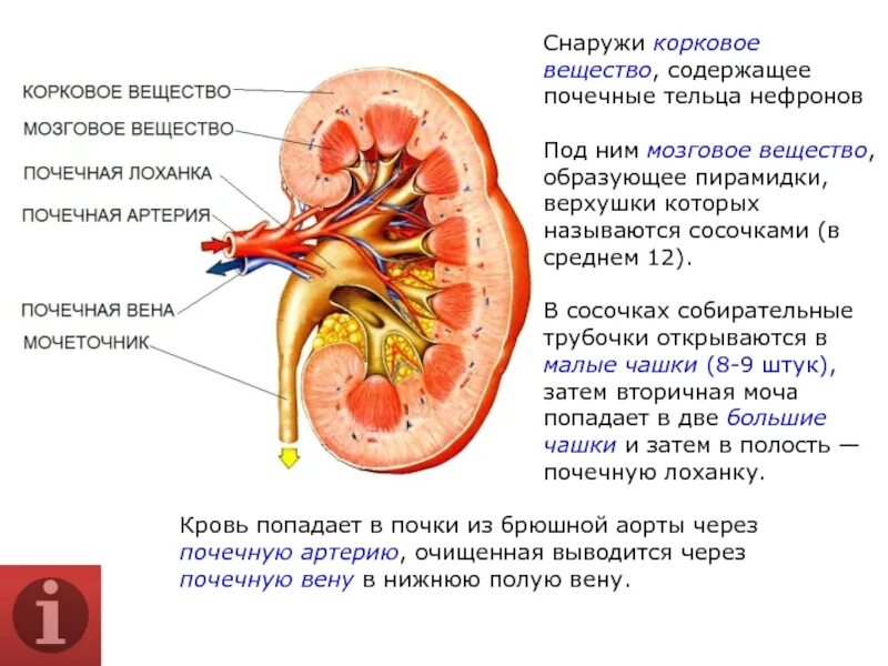 Корковое и мозговое вещество почки. Строение почки корковое и мозговое вещество. Строение мозгового вещества почки. Мозговое вещество почки образовано почечными.