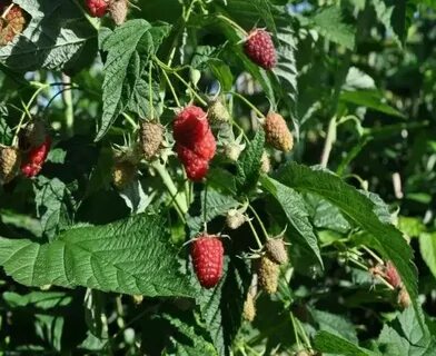 Лучшая малина для подмосковья