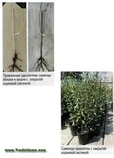 Саженец груши с закрытой корневой системой